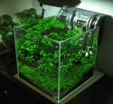 Rimless Planted Aquarium