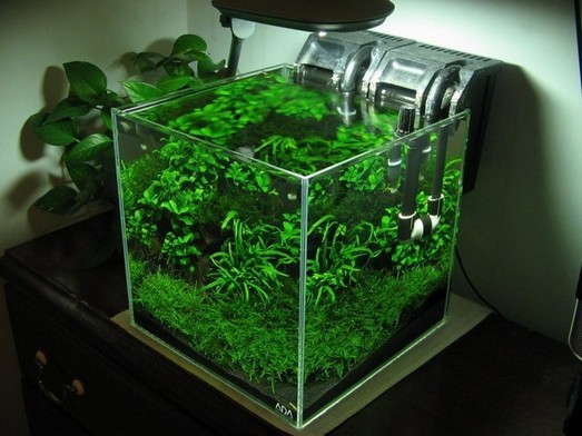 Rimless Planted Aquarium