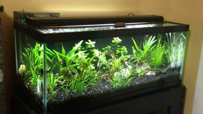 20 Gal Long Aquarium