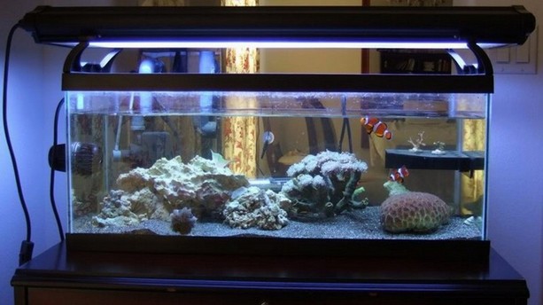 20 Gallon Long Aquarium Picture