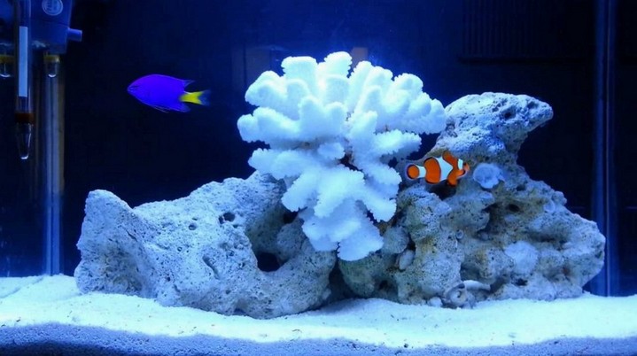 20 Gallon Marine Aquarium