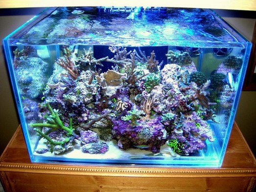 Rimless Aquarium Cube