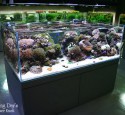 Cool Rimless Aquarium