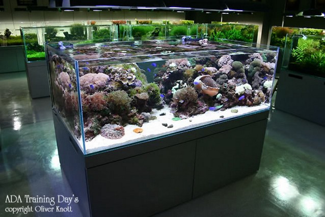 Cool Rimless Aquarium