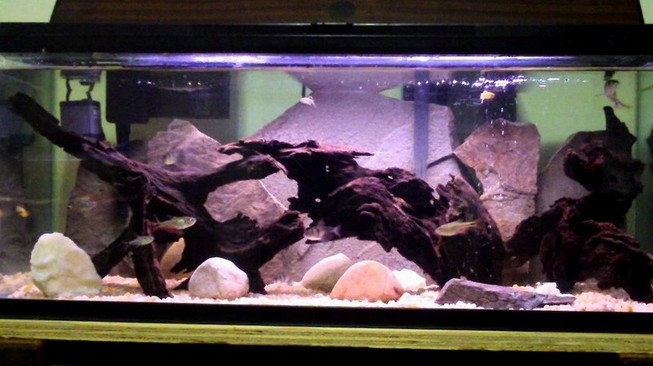 Ideas 20 Gallon Long Aquarium
